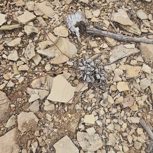 Bateman's buckwheat (Eriogonum batemanii)