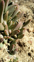 Ruschia rigidicaulis