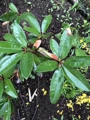 Rhododendron