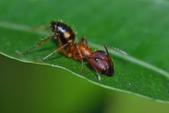 Camponotus cingulatus
