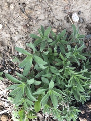 Neokochia americana