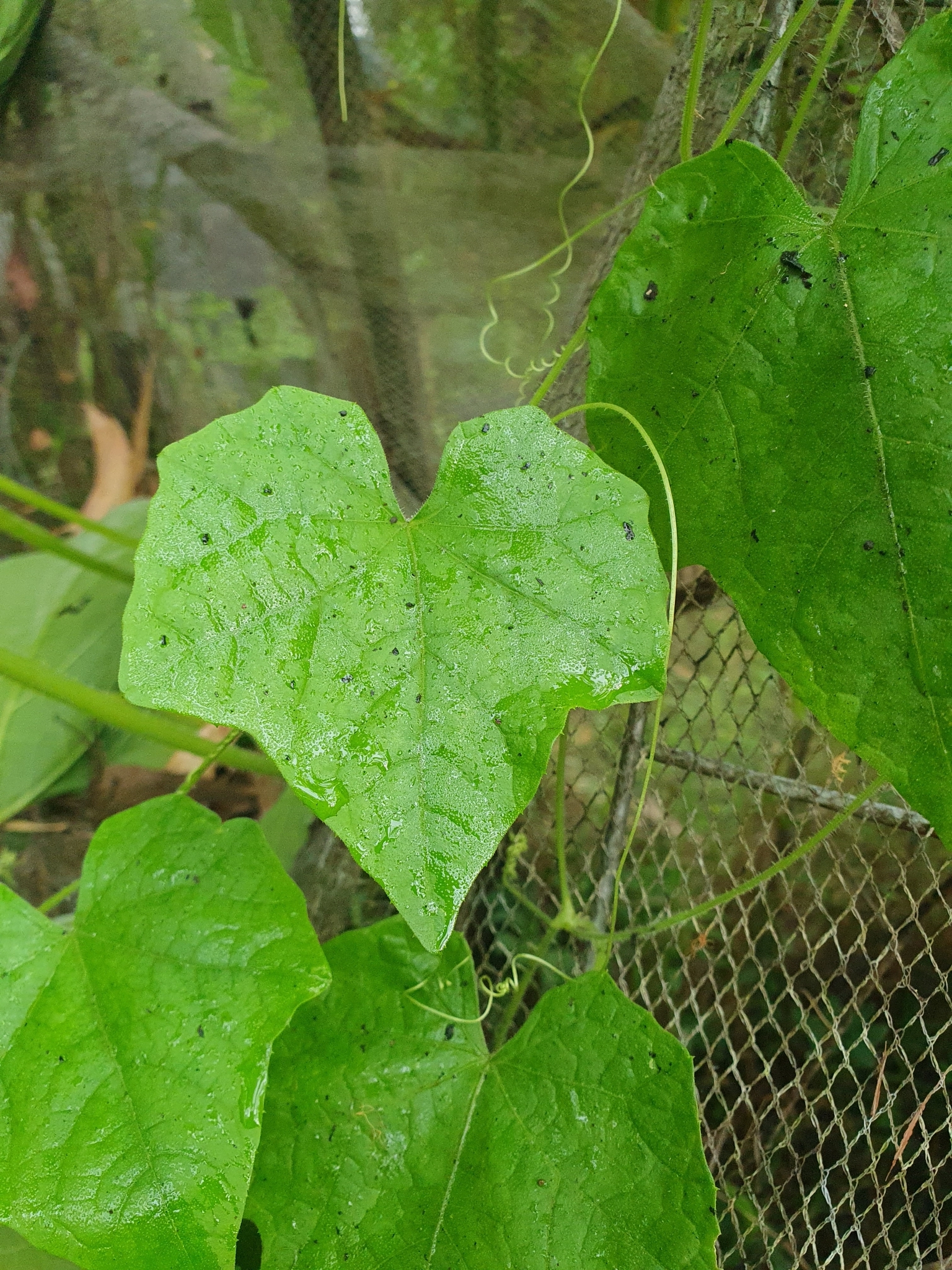 Imagem de Pepino-do-mato