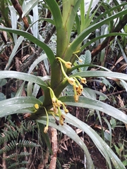 Maxillaria aurea