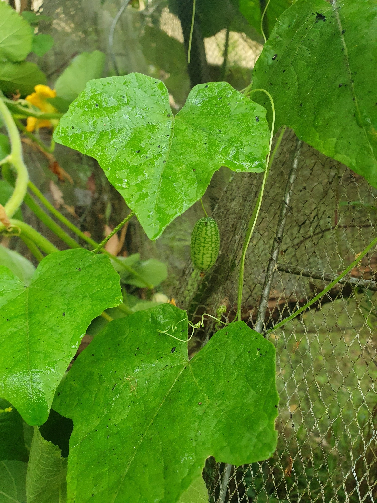 Imagem de Pepino-do-mato