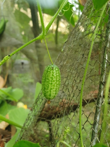 Foto de Pepino-do-mato