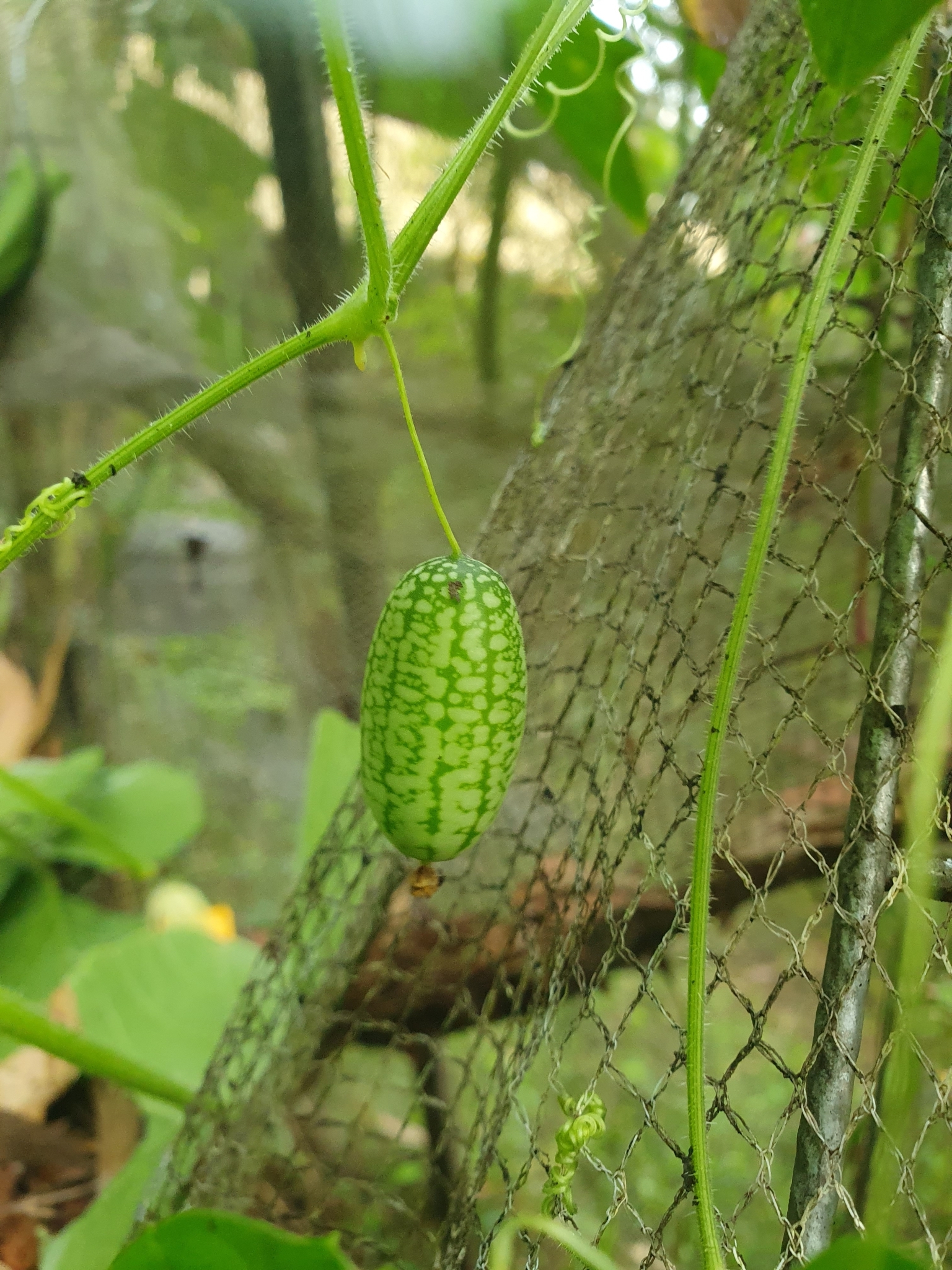 Imagem de Pepino-do-mato