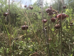 Sarracenia purpurea venosa