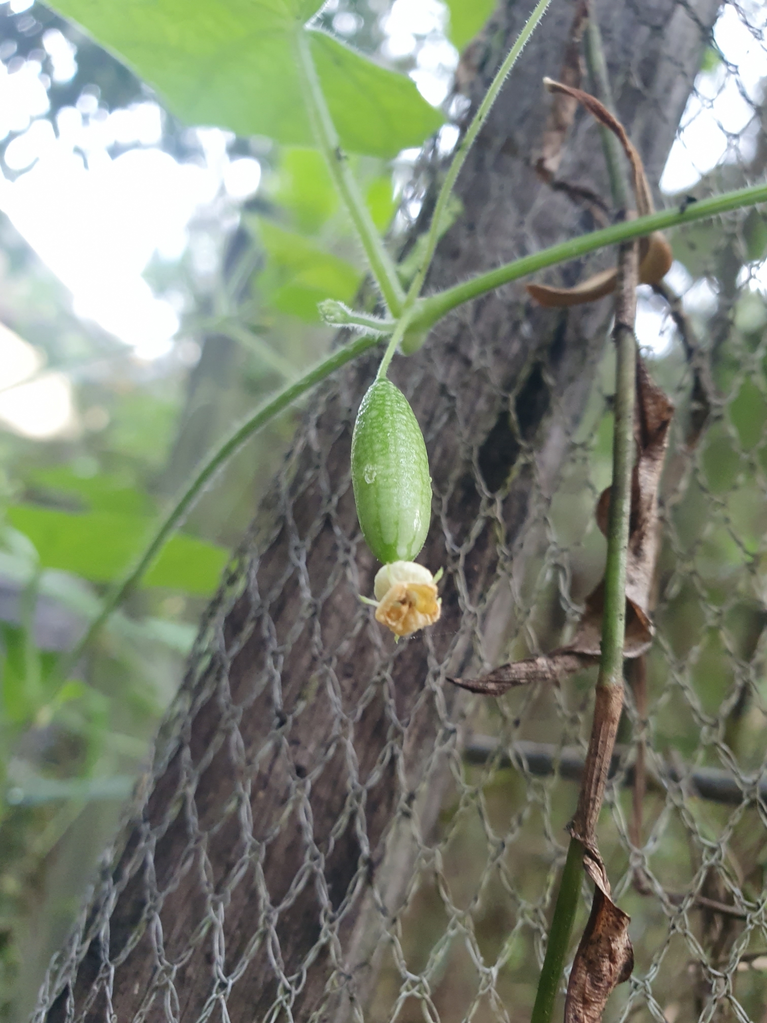 Imagem de Pepino-do-mato