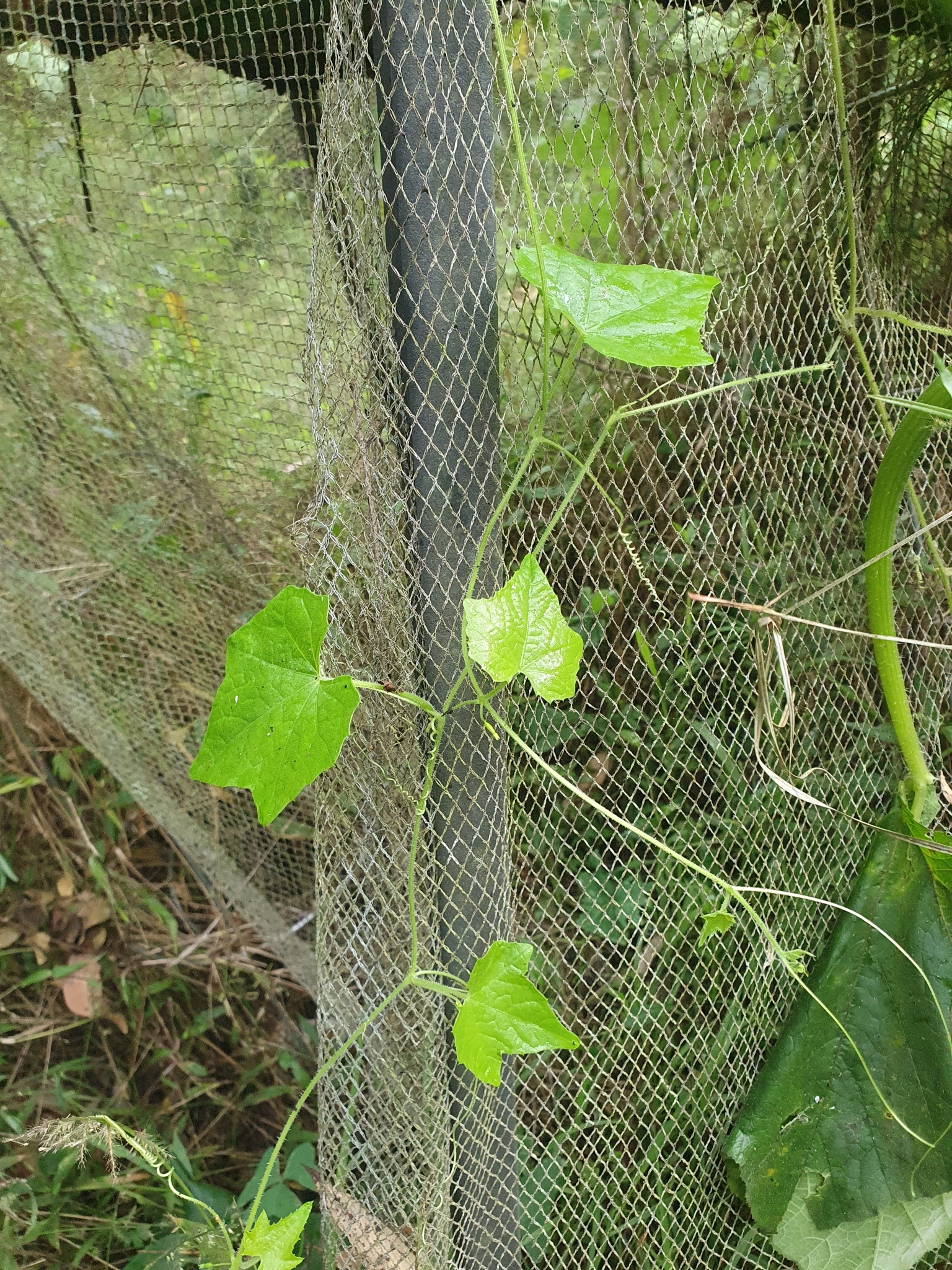 Imagem de Pepino-do-mato