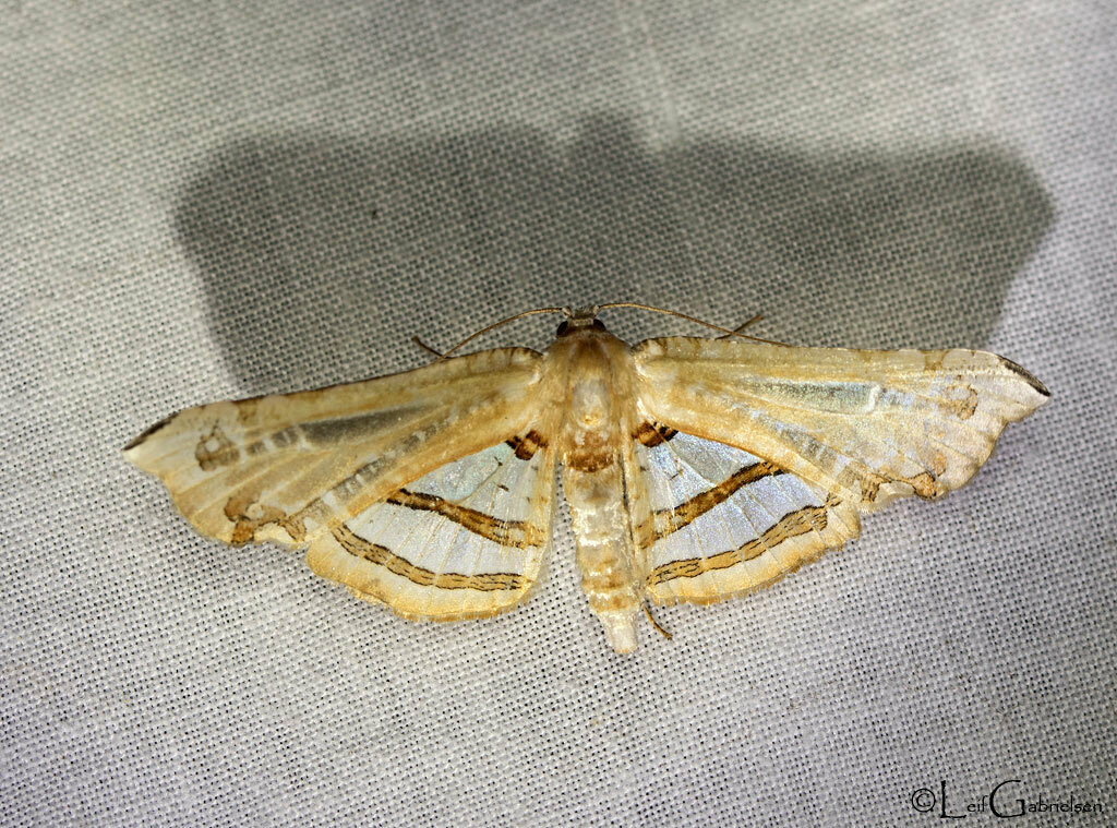 Herdonia apoensis