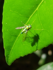 Condylostylus comatus