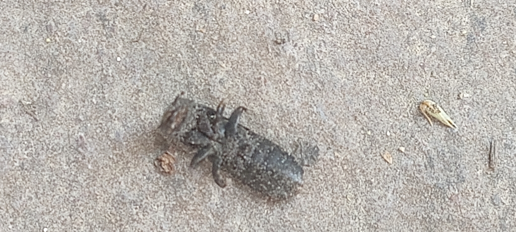 Platydracus affinis tempestivus