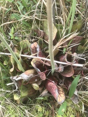 Sarracenia purpurea venosa