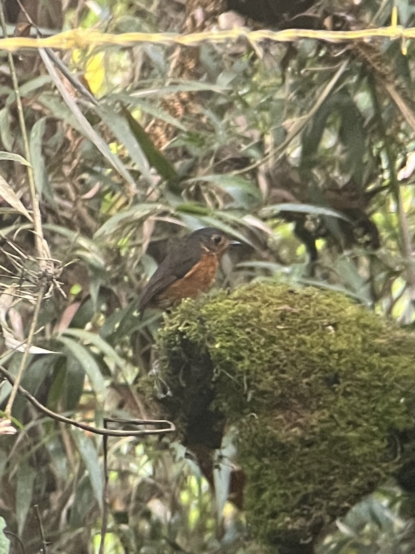 Slate-crowned Antpitta illustration