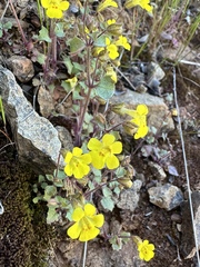 Erythranthe pardalis