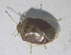 Menida spectabilis