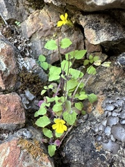 Erythranthe pardalis