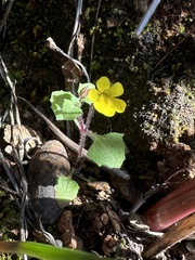 Erythranthe pardalis