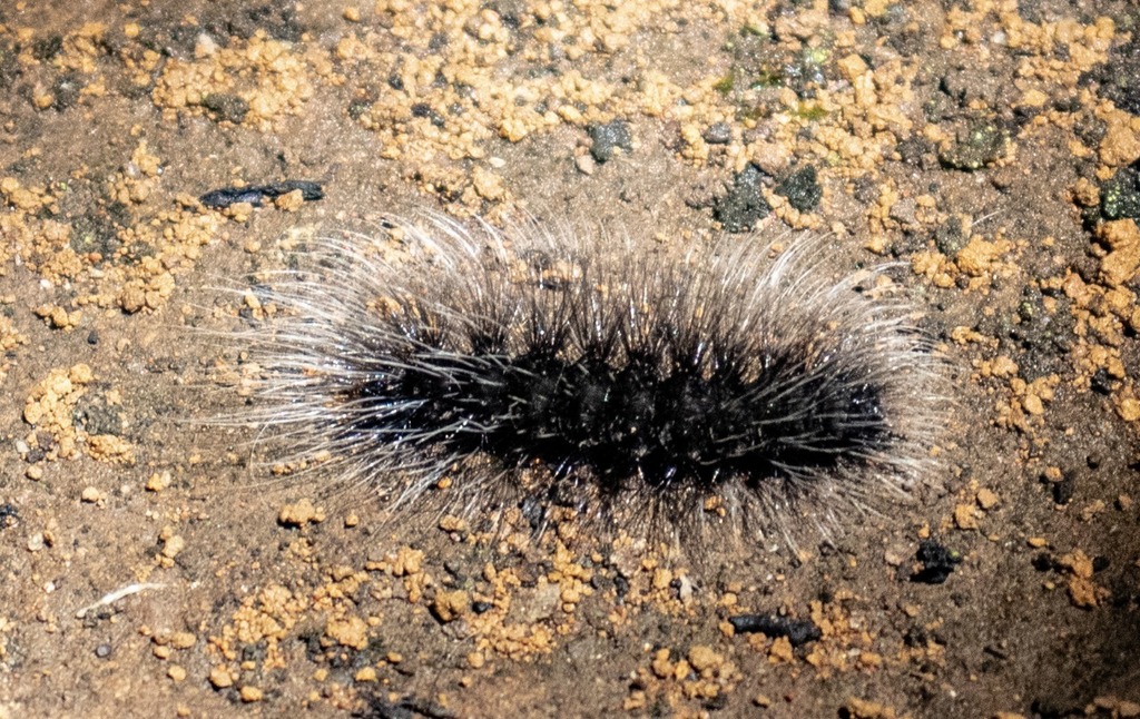 Mariposa-judas (Panambi Guaçu) · iNaturalist