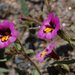 Slender-stemmed Monkeyflower - Photo (c) 2010 Barry Breckling, some rights reserved (CC BY-NC-SA)