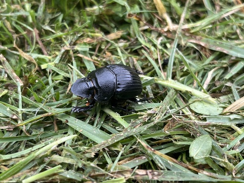 Dichotomius rugatus