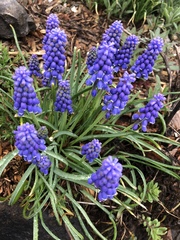 Muscari