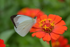 Leptophobia