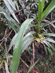 Maxillaria aurea