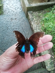 Archaeoprepona chromus