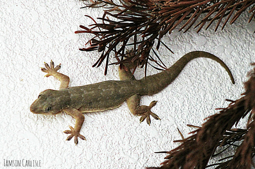 Northern House Gecko