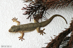 Common House Lizard photo 4