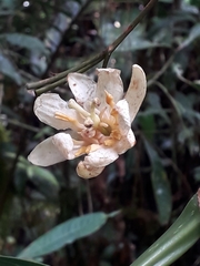 Passiflora arborea