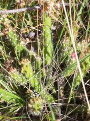 Austrocylindropuntia shaferi