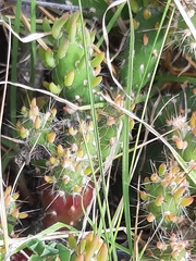 Austrocylindropuntia shaferi