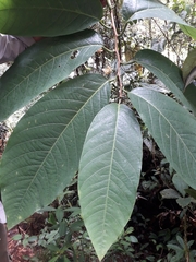 Passiflora arborea