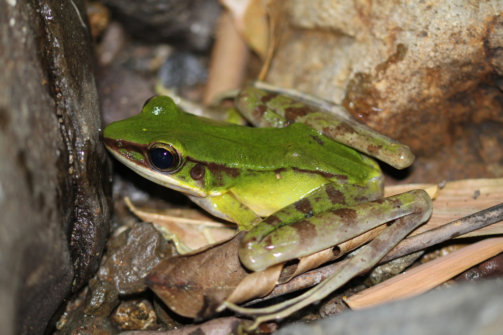 Green Tree Frog