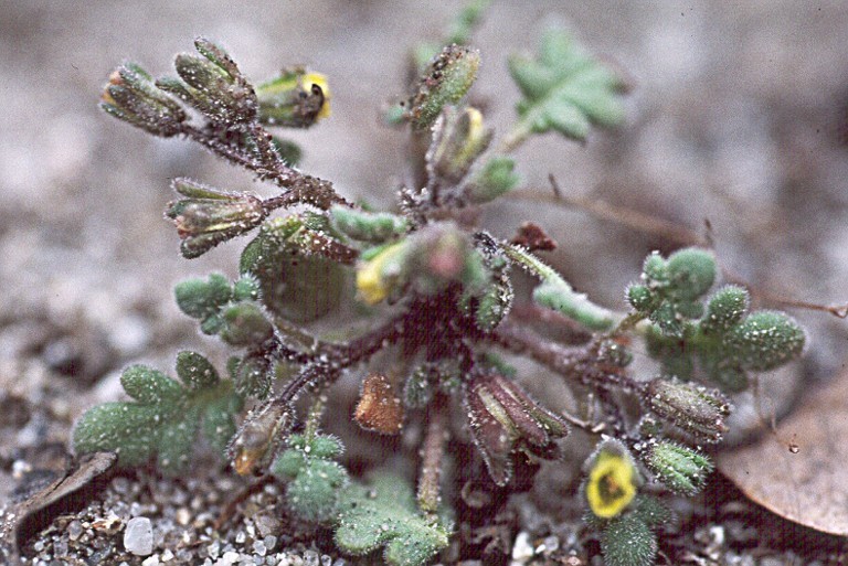 Phacelia inyoensis