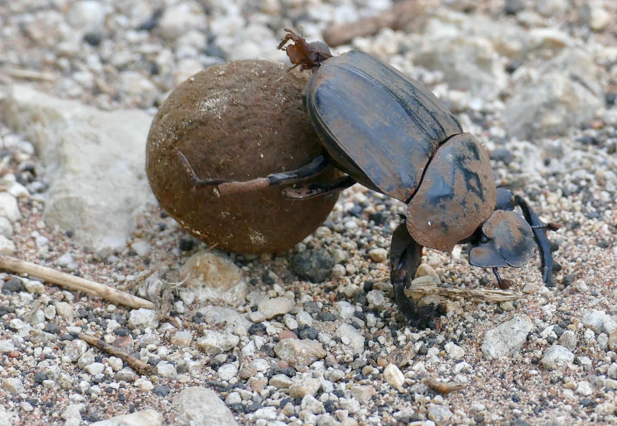 Popeye Dung Beetle (Pachylomera femoralis) · iNaturalist United Kingdom