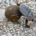 Popeye Dung Beetle - Photo (c) Bernard DUPONT, some rights reserved (CC BY-SA)