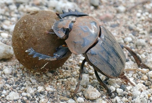 Popeye Dung Beetle photo 3