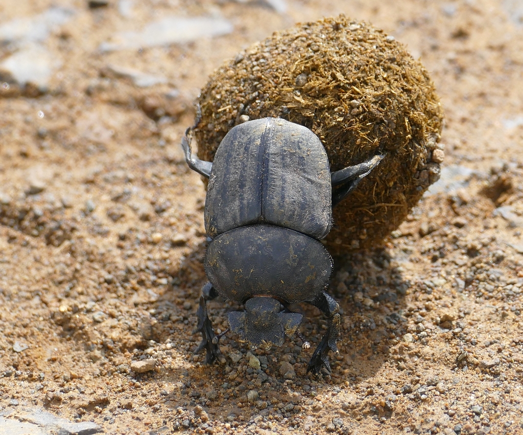 Popeye Dung Beetle (Pachylomera femoralis) · iNaturalist