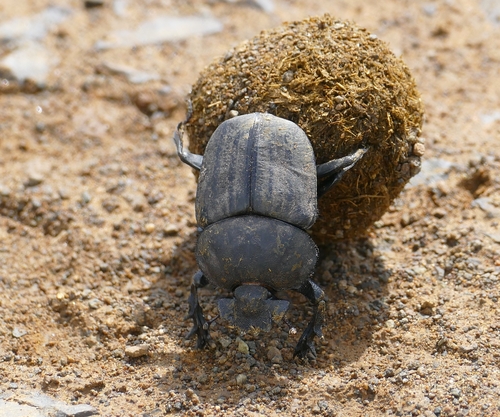 Popeye Dung Beetle photo 4