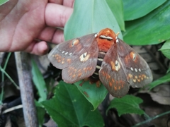 Procitheronia fenestrata