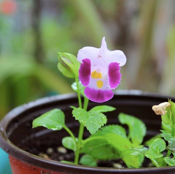 wishbone flower from Hípico, Veracruz, Ver., Mexico on April 9, 2019 at