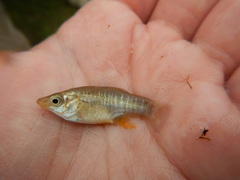 Fundulus xenicus