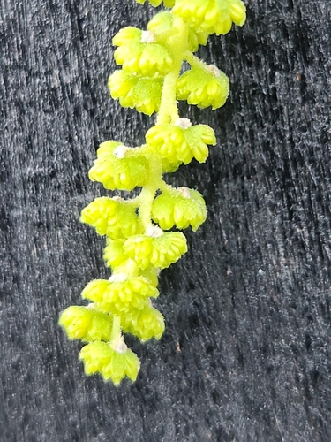 Image of Juglans microcarpa by (c) Jo Roberts, some rights reserved (CC BY)