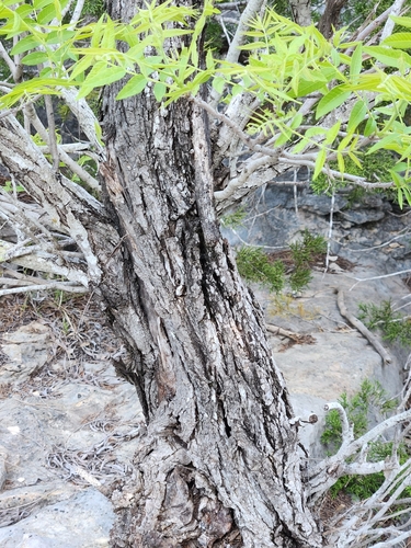 Image of Juglans microcarpa by (c) Jo Roberts, some rights reserved (CC BY)