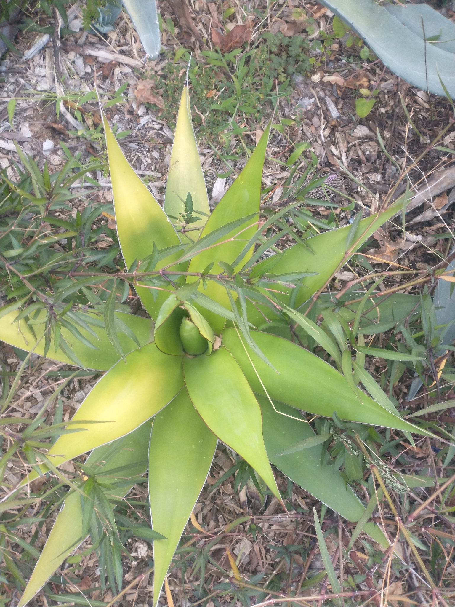 Agave-dragão