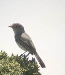 Vireo vicinior
