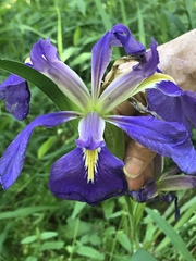 Iris hexagona
